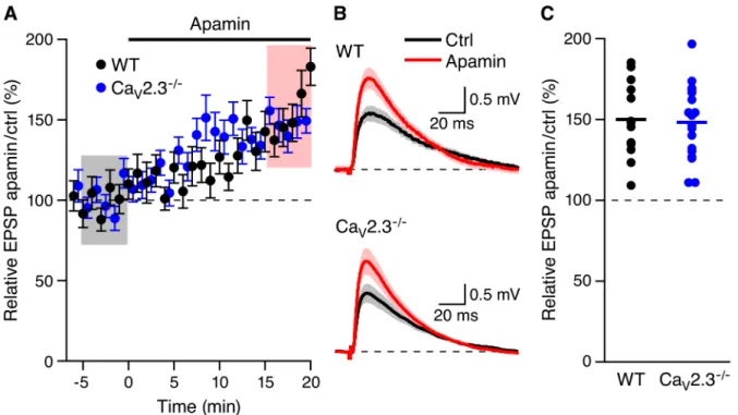 Fig 1. Apamin boosts EPSPs in Ca V 2.3 -/- mice. (A) Time course of the normalized EPSP amplitude (mean ± s.e.m.) for baseline in control aCSF (Ctrl) and during wash-in of apamin (100 nM) as indicated above (n = 18) in Ca V 2.3 -/- (blue symbols) and WT (b