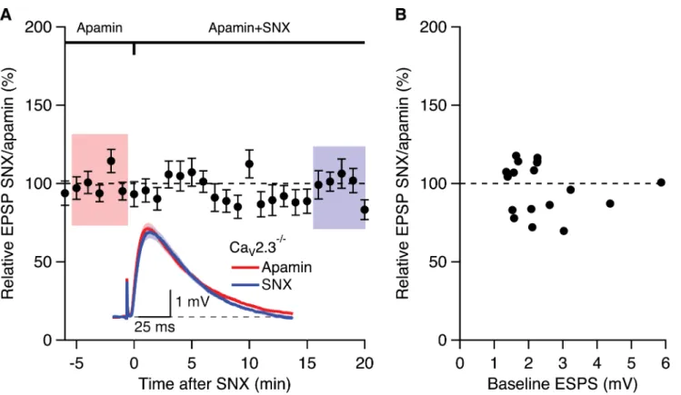 Fig 3. Boosting of EPSPs by SNX in the presence of apamin requires Ca V 2.3 R-type Ca 2+ channels