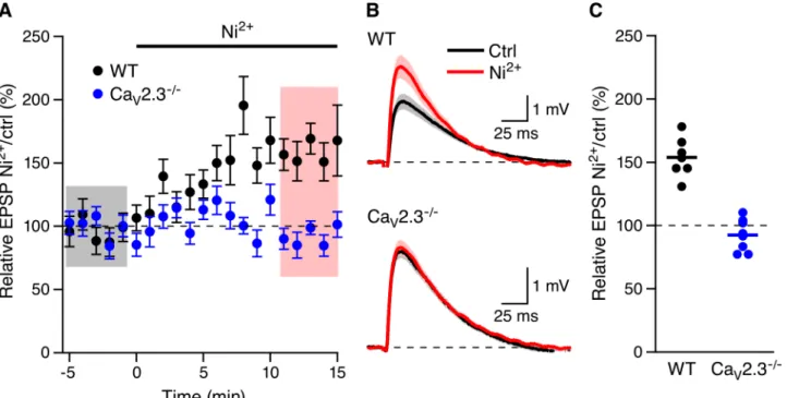 Fig 4. Boosting of EPSPs by Ni 2+ requires Ca V 2.3 R-type Ca 2+ channels. (A) Time course of the normalized EPSP amplitude (mean ± s.e.m.) for baseline in control aCSF (Ctrl) and during wash-in of 100 μM Ni 2+ in WT (black symbols, n = 7) and Ca V 2.3 -/-