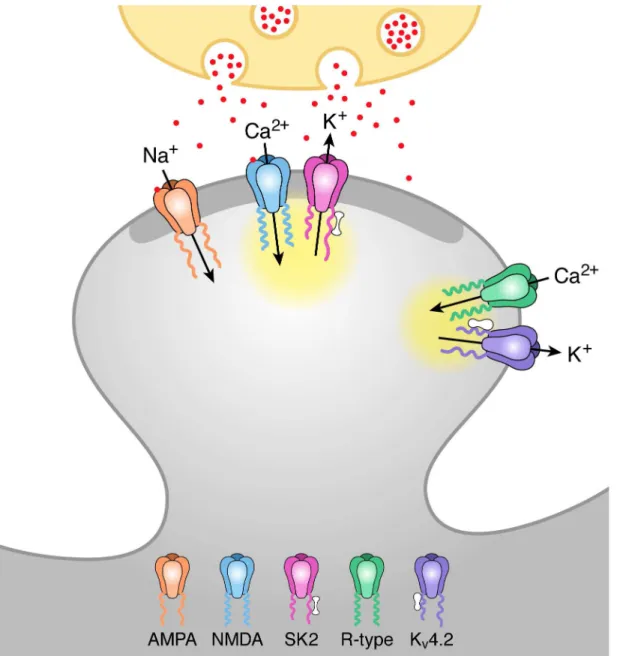 Fig 5. Model of activation of SK2 and K V 4.2 containing channels by distinct Ca 2+ microdomains during synaptic stimulation