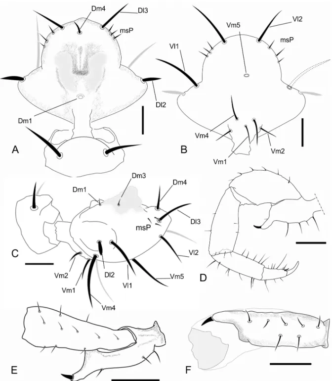 Fig 6. Images of details of the holotype of Surazomus palenque sp. n. Dorsal (A), ventral (B), and lateral view (C) of male flagellum