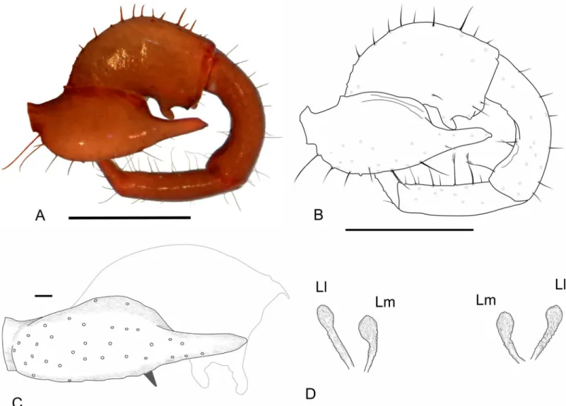 Fig 8. Images of details of Surazomus cumbalensis (Kraus, 1957) (MNRJ 04264). Right pedipalp, lateral (A, B) and ventral (C) views