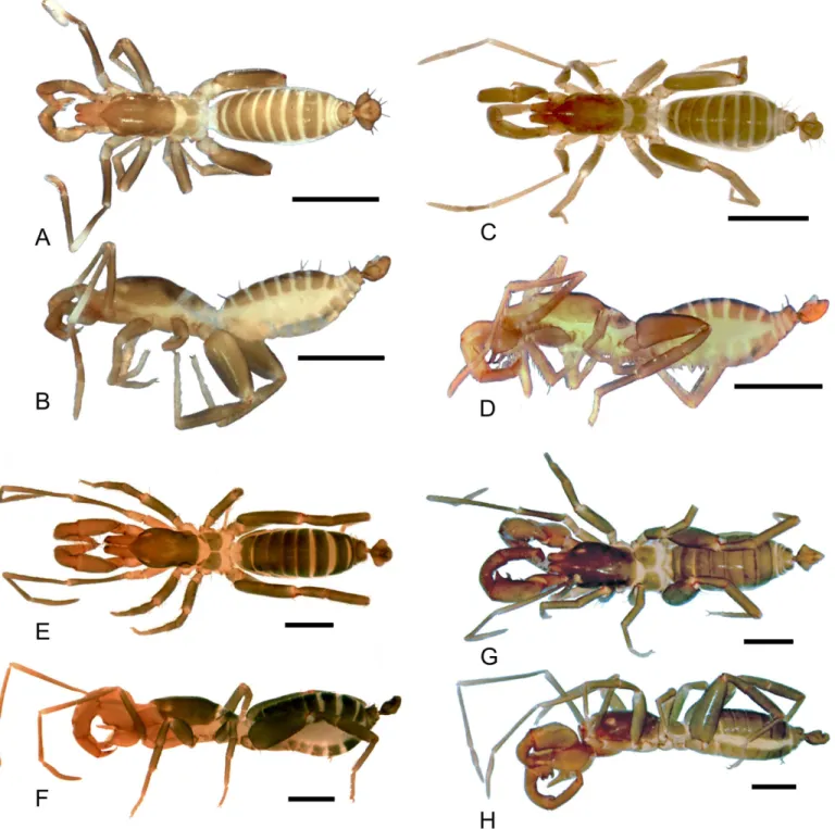 Fig 3. Dorsal and lateral views of the species of Surazomus dealt in this paper. Surazomus kitu sp