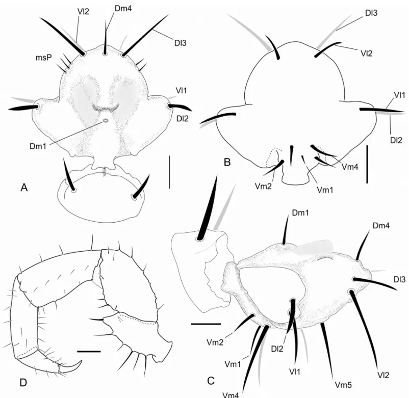 Fig 4. Images of details of the holotype of Surazomus kitu sp. n. . Dorsal (A), ventral (B), and lateral (C) view of male flagellum