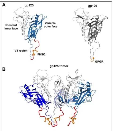 Figure 3. The epitope FHSQ is localized centrally on the V3-region of gp125. A) The molecular model of gp125 is very similar to its HIV-1 counterpart gp120
