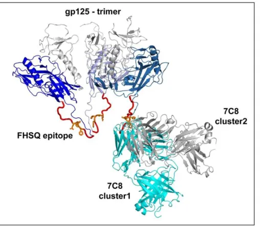 Figure 4. Docking simulations indicate that the antigen-binding site of 7C8 binds primordially to the FHSQ epitope on gp125.