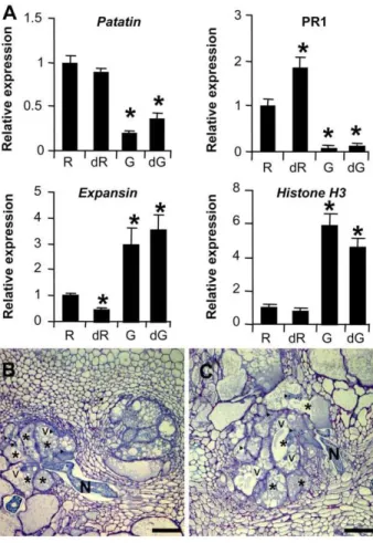 Figure 5. qRT-PCR expression analysis of gall marker genes in control and (h)GSH-depleted roots/galls