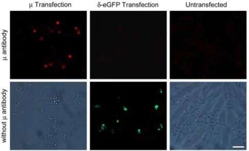 Figure 1. Specific staining of m-opioid receptors in HEK 293 cells. Representative immunofluorescence images showing that the m-receptor antibody only stains HEK 293 cells transfected with the mouse m-opioid receptors, but not HEK 293 cells transfected wit