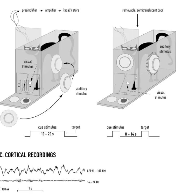 Fig 1. Experimental paradigms. A. In the stimulus-driven attention paradigm, the visual and auditory trials started with the cue stimulus (a light spot or a modulated noise delivered from a loudspeaker) that moved in front of the cage for 10 – 20 s