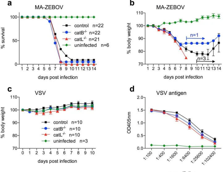 Figure 4. CatB 2/2 and catL 2/2 mice succumb to Ebola virus but not to VSV infection. Groups of mice were i.p