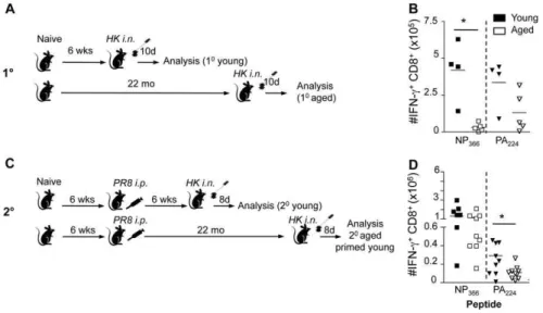 Figure 1. Effect of age and early priming on 1 0 and 2 0 CD8 + T cell responses. (A) For the primary responses, naı¨ve mice were infected i.n.