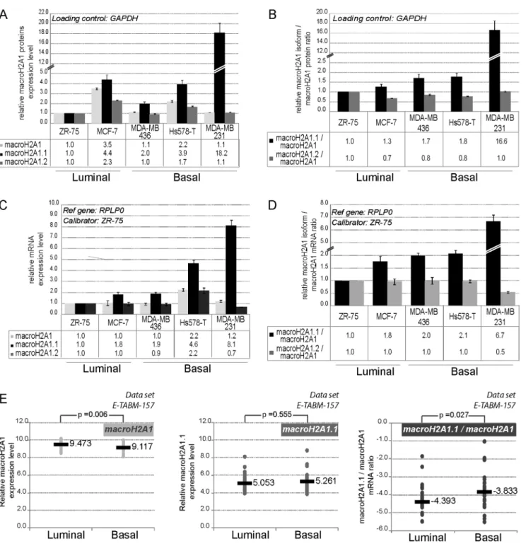 Figure 1. Expression levels of macroH2A1 splice variants in breast cancer cell lines. A-B- MacroH2A1.1, macroH2A1.2, and total macroH2A1 protein expression levels in five breast cancer cell lines