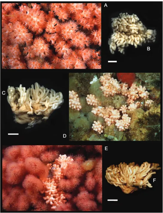 Figure 7.  Gersemia lambi sp. n. A Underwater photograph of colonies with polyps fully expanded; 