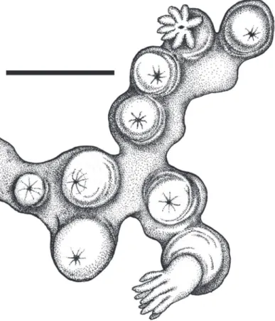 Figure 2. Cryptophyton jedsmithi sp. n. A portion of the holotype, showing arrangement of nine polyps  on a membranous stolon; scale bar = 3.0 mm.
