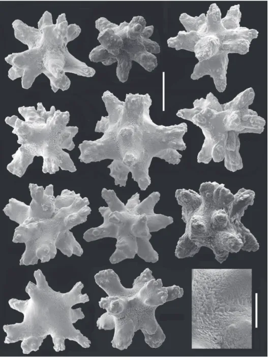Figure 4. Cryptophyton jedsmithi sp. n. Scanning electron micrographs of coenenchymal sclerites from  the holotype; scale bar = 0.03 mm