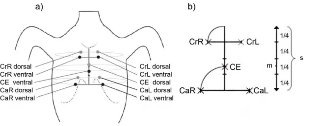 Figure 1. Placement of electrodes. a) Schematic map of the piglet’s body and position of electrodes; b) detailed illustration of the sternum and distances of the electrodes; the length of the sternum (s) is quartered