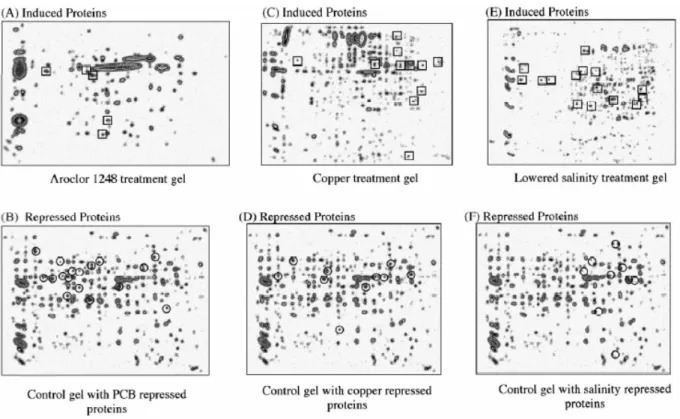 Fig. 2 Protein expression signatures (PES) of Mytilus edulis. Whole body proteomes separated by 2DE from  animals exposed to (A, B) Arachlor 1248, (C, D) copper or (E, F) lowered salinity