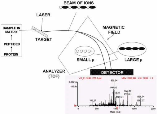 Fig. 3 Outline of MALDI-TOF. Sample is mixed with matrix (e.g., sinapinic acid) on a target