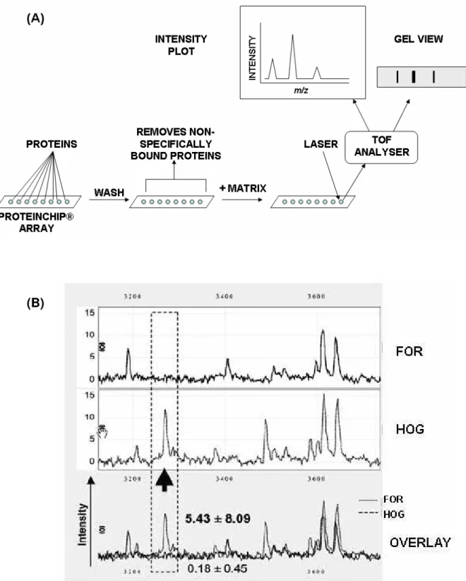 Fig. 4 (A) Outline of SELDI-TOF. Multiple protein samples can be added to ProteinChip ®  arrays which select  proteins based on ion exchange, reversed phase or affinity interactions with groups immobilised on the array