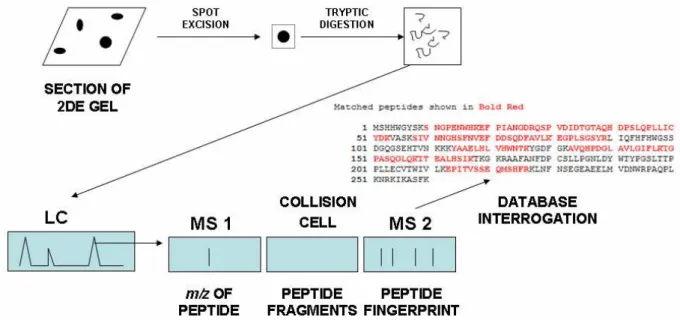 Fig. 5 LC-Tandem MS. Proteins in 2DE spots are digested with trypsin to form tryptic peptides