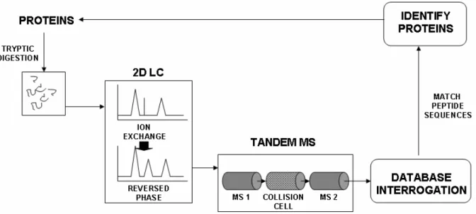 Fig. 6 Shotgun proteomics. This involves tryptic digestion of whole proteomes with high-resolution separation and  identification technologies