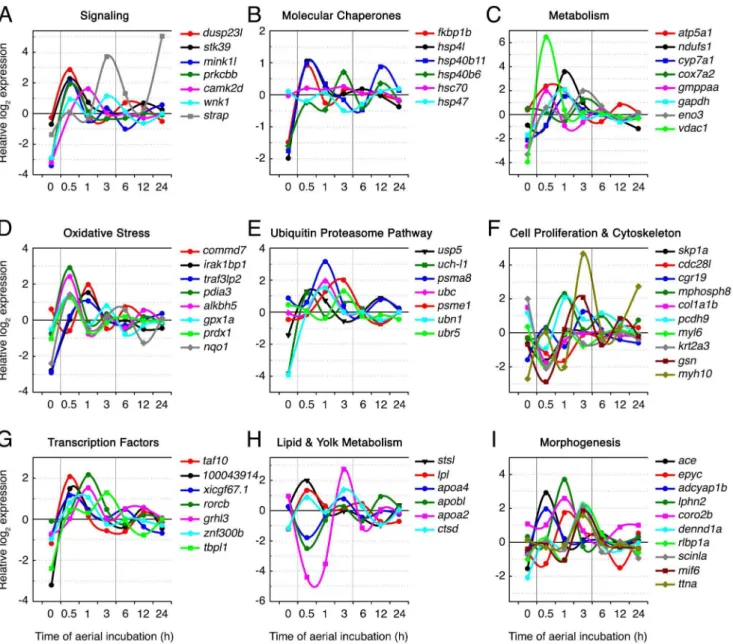 Figure 3. Time-course of log 2 gene expression change on aerial incubation challenge in Fundulus heteroclitus embryos, partitioned by putative functional category
