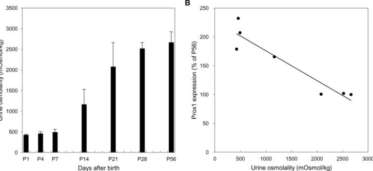 Fig 8. Osmolality and Prox1 expression. (A) Urine osmolalities were measured in mice at postnatal days 1, 4, 7, 14, 21, 28, and 56 on ad libitum fluid intake