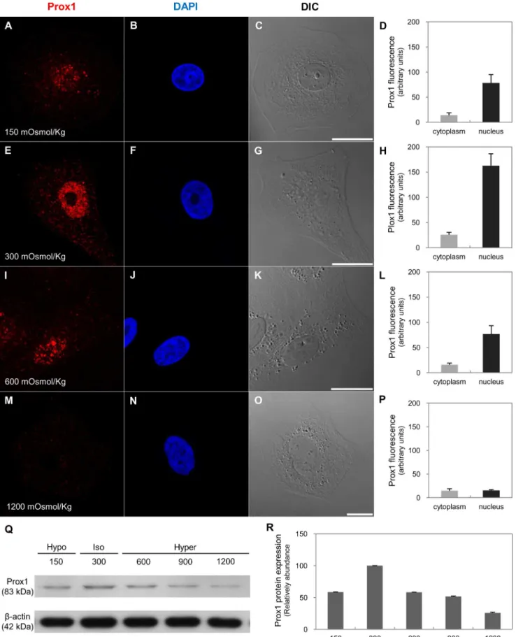 Fig 10. Expression and distribution of Prox1 in response to changes in osmolality in vitro 