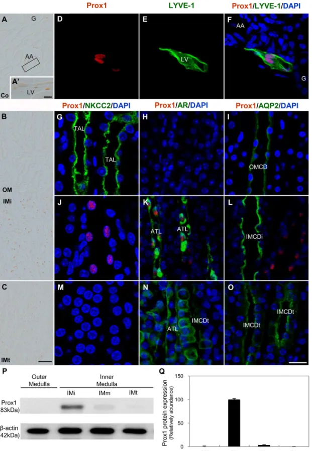 Fig 1. Expression of Prox1 in the adult mouse kidney. (A-C) Single immunostaining for Prox1