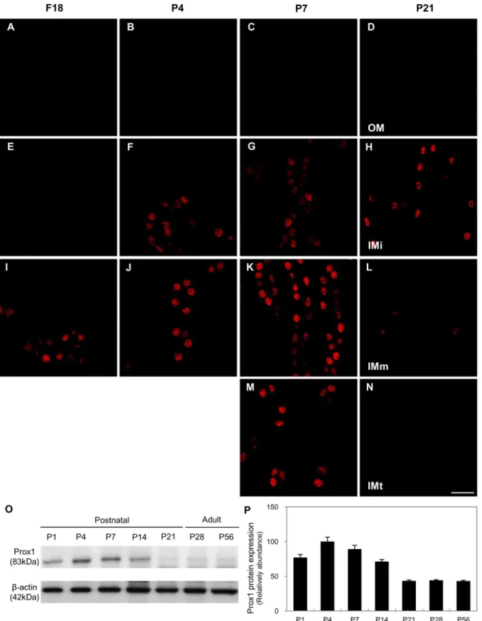 Fig 2. Prox1 expression during mouse kidney development. (A-N) Immunofluorescence staining of Prox1 (red) in the kidneys from 18-day-old fetuses (A, E, I) and from 4- (B, F, J), 7- (C, G, K, M) and 21-day-old pups (D, H, L, N)