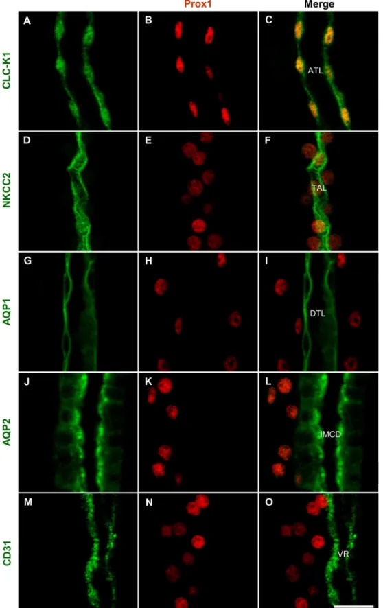Fig 4. Prox1 expression in the developing mouse kidney. Double immunofluorescence staining for CLC-K1 (A, green) and Prox1 (B, red), NKCC2 (D, green) and Prox1 (E, red), AQP1 (G, green) and Prox1 (H, red), AQP2 (J, green) and Prox1 (K, red), and CD31 (M, g
