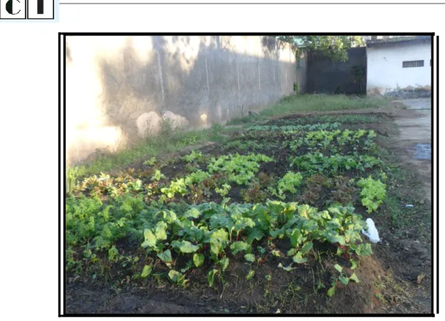 Figura 1: Representação do canteiro cultivado no espaço da horta na EEEFM Agenor Souza Lé 