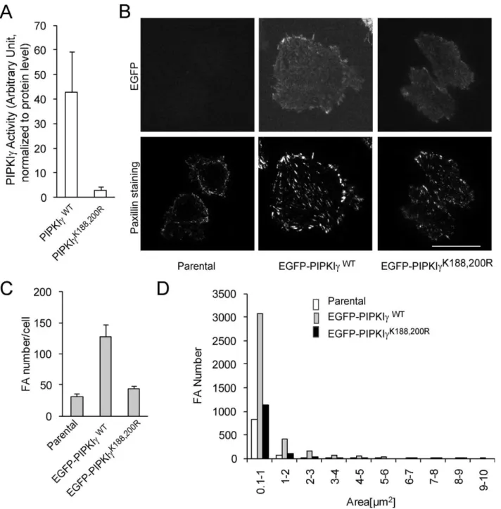 Figure 2. Mutation at the kinase domain of PIPKIc abolished its activity and ability to promote focal adhesion formation in CHO-K1 cells