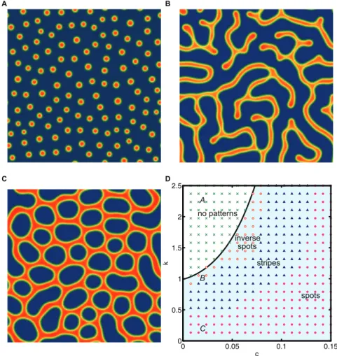 Fig. 4 shows the evolution of cells with an initial condition of a (a) spherical or (b) cylindrical region along the center axis containing at 2 6 higher BMP-2 concentration than the steady state