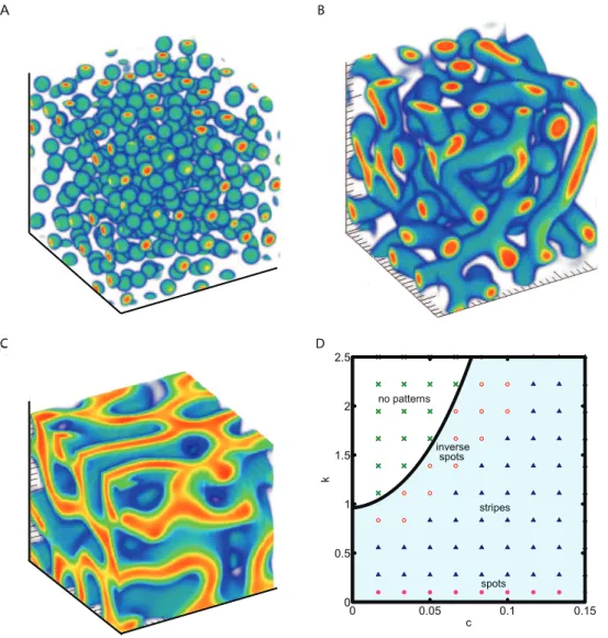 Figure 3. 3D steady state patterns of cells. The derived model shows spherical spots(k = 0.2,c = 0.12), tubes(k = 0.2,c = 0.04), and sheet-like structures(k = 0.8,c = 0.04) by varying k and c