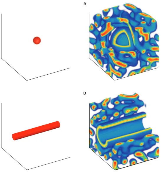 Figure 4. Initial and steady state patterns of cells produced by exogenous BMP-2. An initial condition of 26higher concentration of BMP-2 is placed along the center (a) sphere or (b) cylinder and the cells are allowed to reach steady state