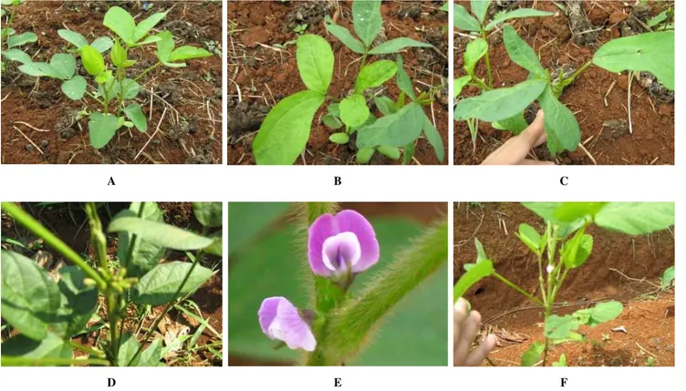 Figure 1. Growth abnormality of Argomulyo variety which is caused by the gamma ray irradiation: A