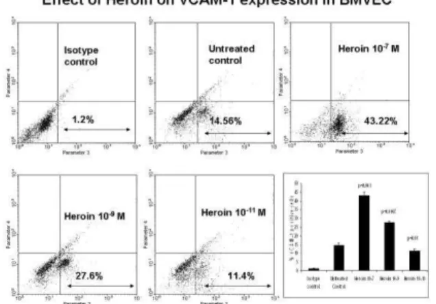 Fig.  4:  Heroin  increased  VCAM-1  gene  expression.  BMVEC  were  treated  with  heroin  (10 -7  to  10 -11   M)  for  48  hr