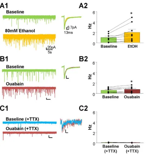 Figure 4. Ouabain only partially mimics the EtOH-induced facilitation of sIPSCs. Representative traces of the effects of (A1) 80 mM EtOH, (B1) 0.1 mM ouabain, and (C1) TTX+ouabain on sIPSC frequency and amplitude (average green traces = baseline; blue trac
