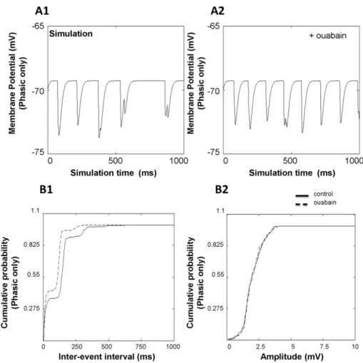 Figure 7. Effect of ouabain on the frequency and amplitude of simulated CGN IPSPs (phasic component only)