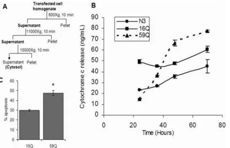 Figure 7. Quantitative analysis of cytochrome c release into the cytosol of transfected Neuro-2a cells