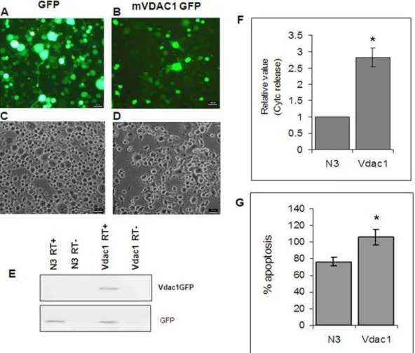Figure 8. Over-expression of murine Vdac1 (mVdac1) in Neuro-2a cells induces apoptosis