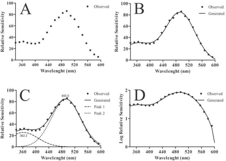 Fig 2B shows the S( λ ) functions obtained from mice. Two peaks were observed: a small one at 350–370 nm and a second large one between 500 and 520 nm