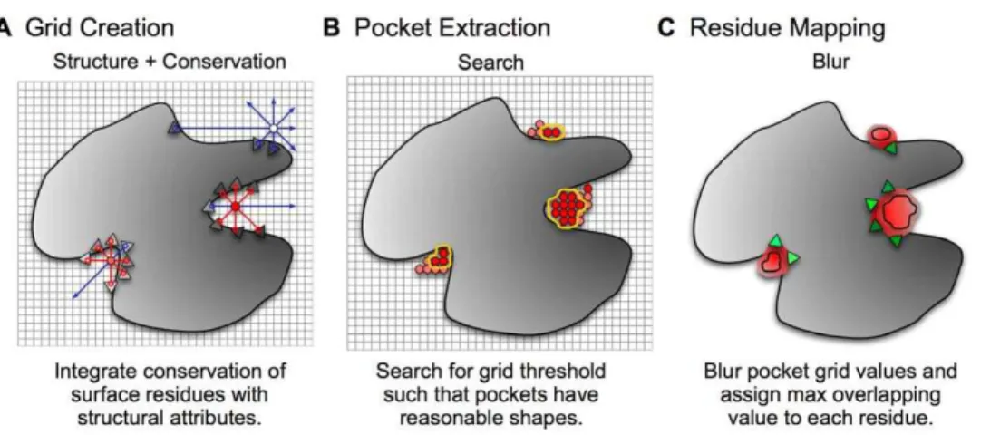 Figure 8. ConCavity prediction pipeline. The large gray shape represents a protein 3D structure; the triangles represent surface residues; and the gray gradient symbolizes the varying sequence conservation values in the protein