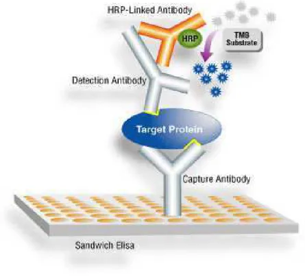 Figure 9 ELISA sandwich test 