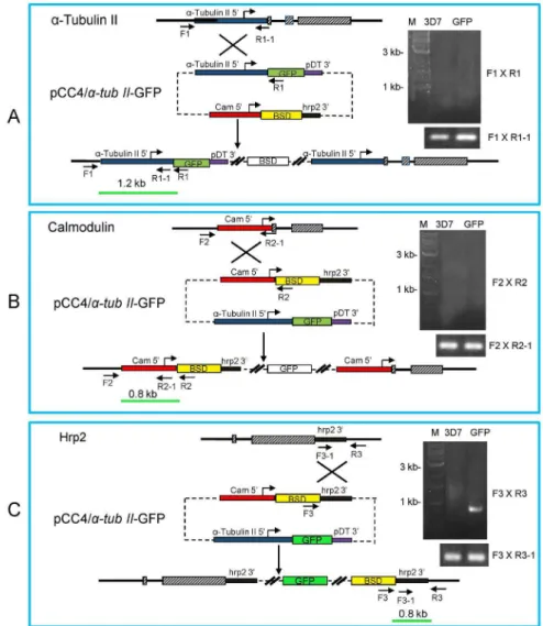 Figure 1. Generation of a GFP-expressing P. falciparum line. Schematic drawing shows the three genomic loci at a-tubulin II, calmodulin, and hrp2 gene and the plasmid pCC4/ a -tubII-GFP used for transfection, and three possible integration events