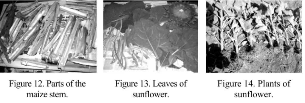 Figure 12. Parts of the  maize stem. 