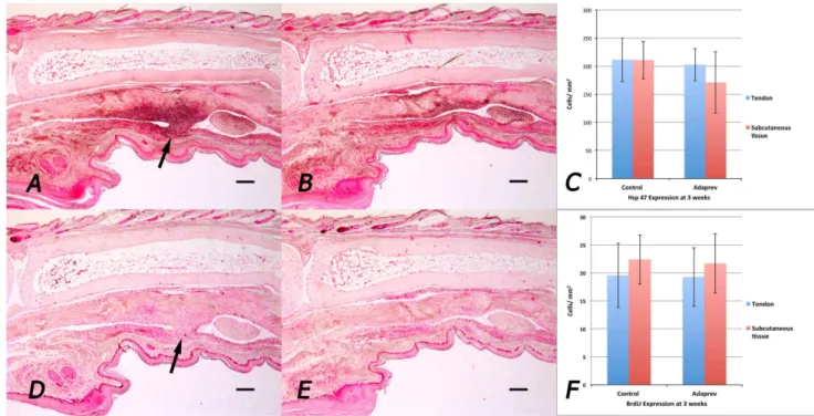 Figure 3. In vivo collagen synthesis and cell proliferation by immunohistochemistry. Representative samples were taken from 3 week injured flexor tendons