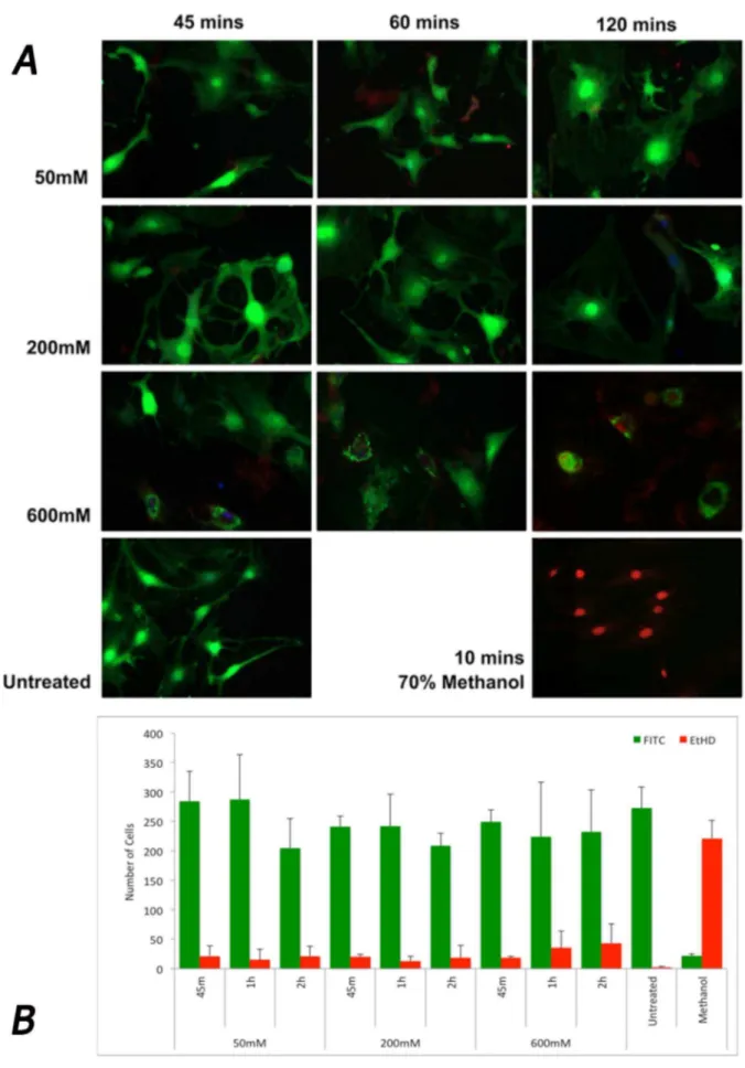 Figure 5. Cell viability following increasing doses of M6P treatment. A. Live/Dead viability stain used to exhibit cell morphology and cell viability