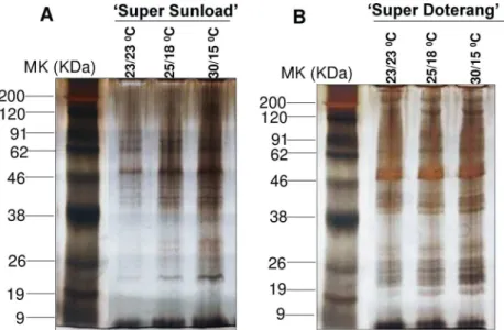Fig 6. First dimensional SDS-PAGE of in graft unions of (A) ‘ Super Sunload ’ (B) ‘ Super Doterang ’ tomato scions grafted on ‘ B-blocking ’ as tomato rootstock grown under diverse day/night temperatures;